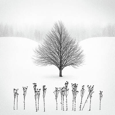 Wall Art featuring the photograph Winter Tree by Matt Anderson Photography