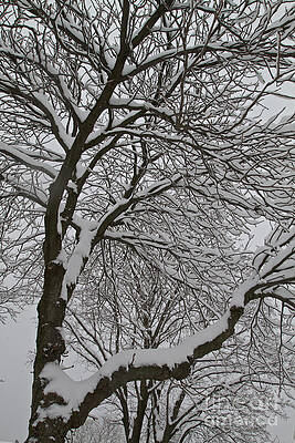 Winter Photograph - Winter Tree by William Norton