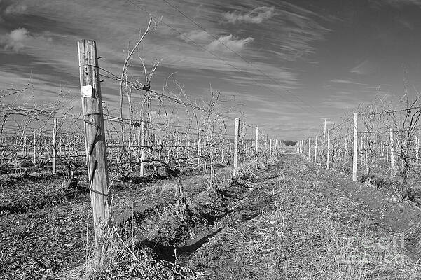 Winter Photograph - Winter Vines In Back And White by William Norton