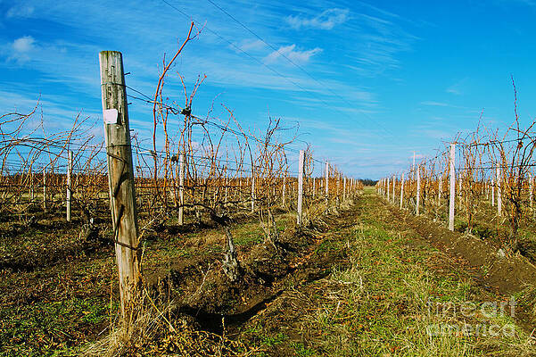 Sky Wall Art featuring the photograph Winter Vines by William Norton