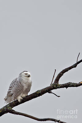 Winter Photograph - Wisconsin Snowy Owl by Natural Focal Point Photography