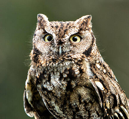 Wall Art featuring the photograph Wise Eyes by Mary Jo Allen
