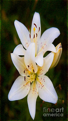 Photograph - Wistful White Wedded Bliss Romantic Art By Omaste Witkowski by Omaste Witkowski