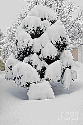 Winter Photograph - Wnter Tree 5 by William Norton