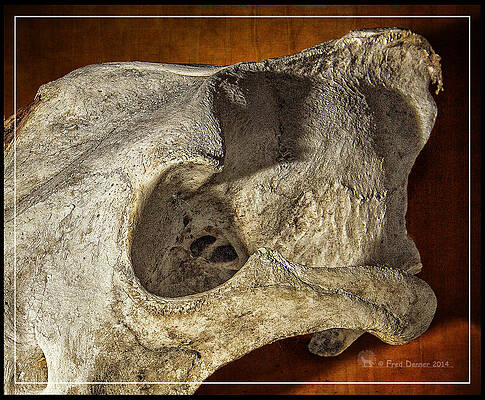 Photograph - Wolf Bone by Fred Denner