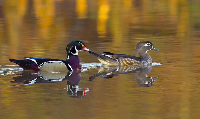 Photograph - Wood Ducks by Jim E Johnson