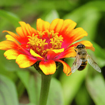 Wall Art featuring the photograph Working Bee by Crystal Wightman