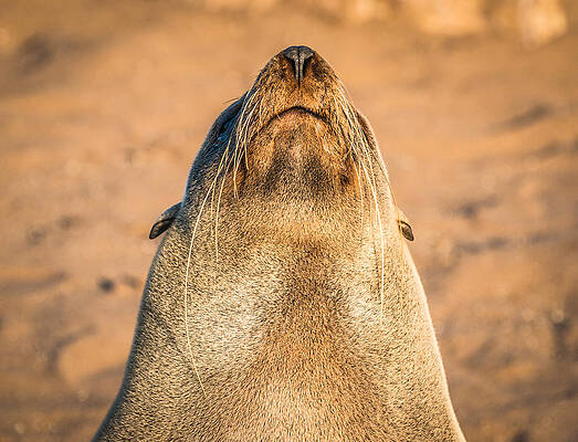 Wildlife Wall Art featuring the photograph Working On A Tan - Fur Seal Photograph by Duane Miller