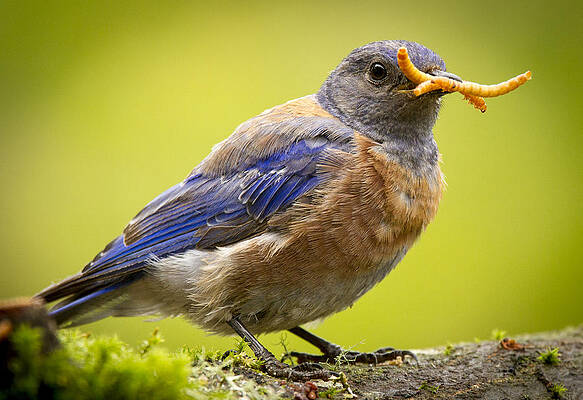 Wall Art featuring the photograph Wormstache by Jean Noren