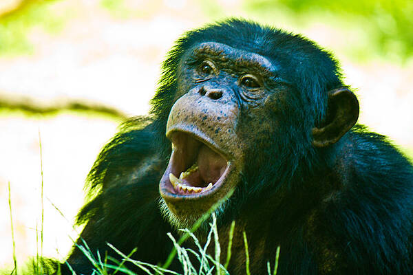 Wall Art featuring the photograph Yelling Chimp by Jonny D