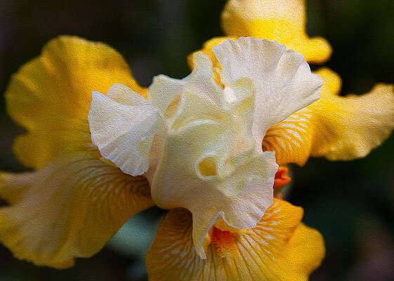 Summer Painting - Yellow And White Iris by Omaste Witkowski