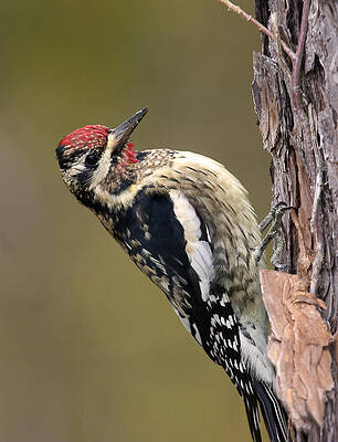 Photograph - Yellow Bellied Sapsucker by Jim E Johnson