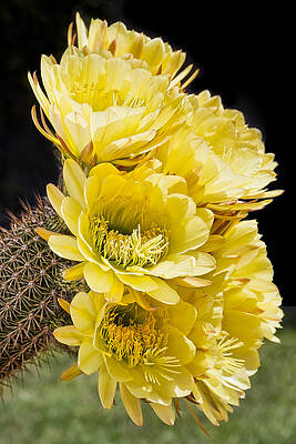 Vibrant Yellow Cactus Blossoms Wall Art