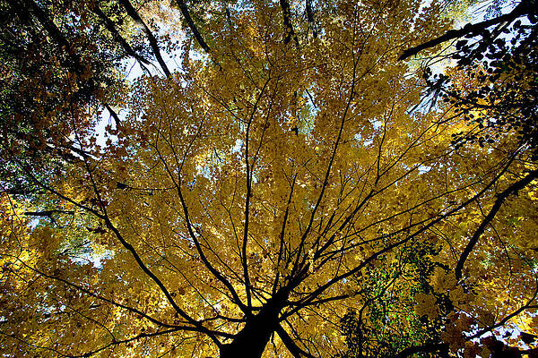 Fall Photograph - Yellow Canopy Of Fall In UW Arboretum Madison WI by Natural Focal Point Photography
