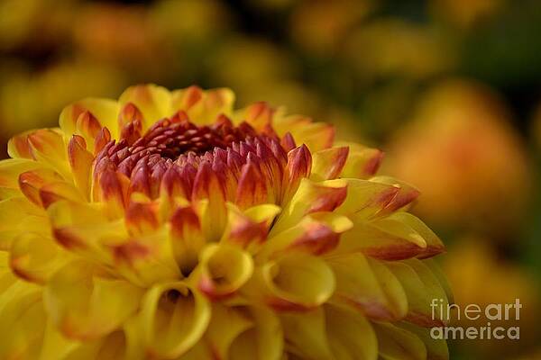 Photograph - Yellow Dahlia Red Tips by Scott Lyons