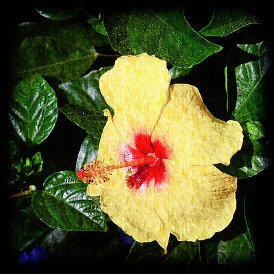 Color Photograph - Yellow Hibiscus by Crystal Wightman
