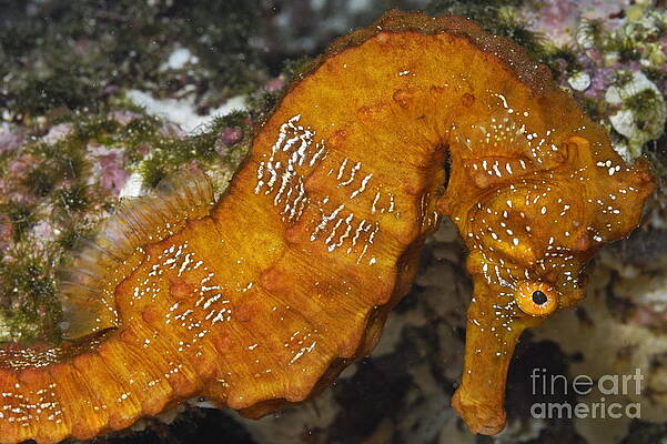 Animal Wall Art featuring the photograph Yellow Pacific Seahorse by Sami Sarkis Photography