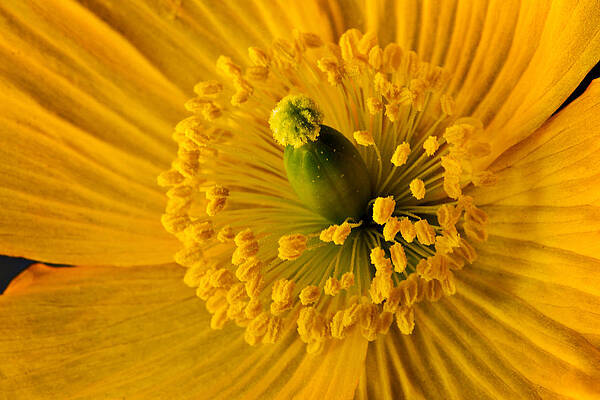 Wall Art featuring the photograph Yellow Poppy 2 by Mary Jo Allen
