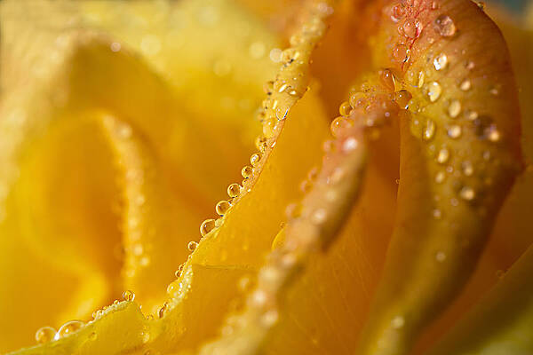 Yellow Rose Petals with Dew Wall Art