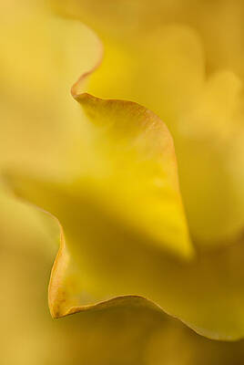 Summer Photograph - Yellow Rose Petal Abstract by Mary Jo Allen
