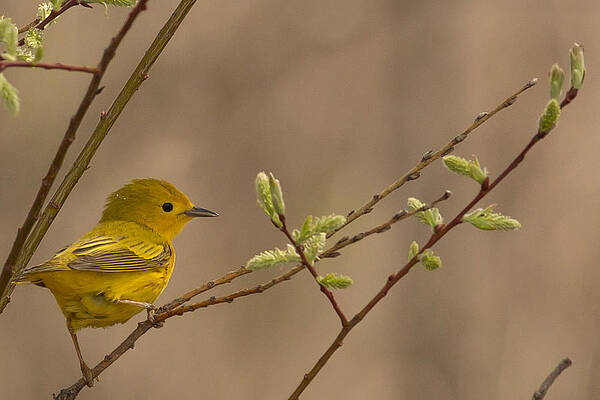 Marsh Photograph - Yellow Warbler In Spring by Natural Focal Point Photography