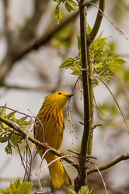 Marsh Photograph - Yellow Warbler In Spring Tree Top by Natural Focal Point Photography