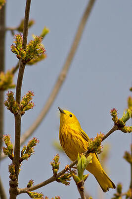 Marsh Photograph - Yellow Warbler In Sunlight by Natural Focal Point Photography