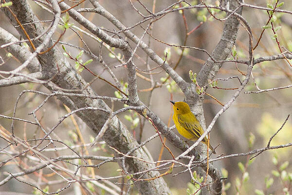 Marsh Photograph - Yellow Warbler by Natural Focal Point Photography