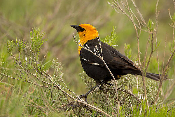 Marsh Photograph - Yellowheaded Blackbird In Yellowstone by Natural Focal Point Photography