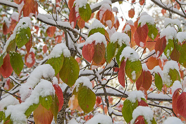Fall Photograph - Yosemite Christmas Ornaments by Natural Focal Point Photography