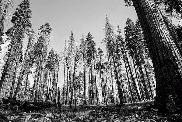 David Photograph - Yosemite Forest by David Hart
