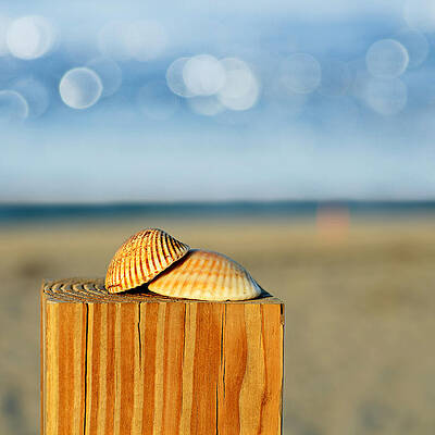Seashells on Wooden Post Wall Art