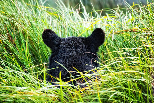 Bear Wall Art featuring the photograph You Can't See Me by Ghostwinds Photography