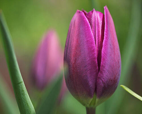 Beautiful Photograph - Young Purple Tulips by Rona Black