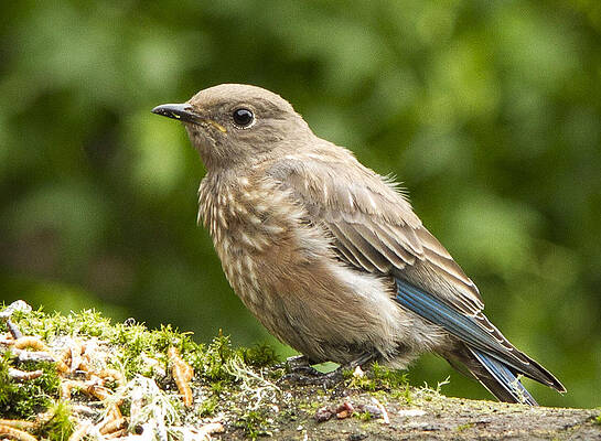 Wall Art featuring the photograph Youngster by Jean Noren