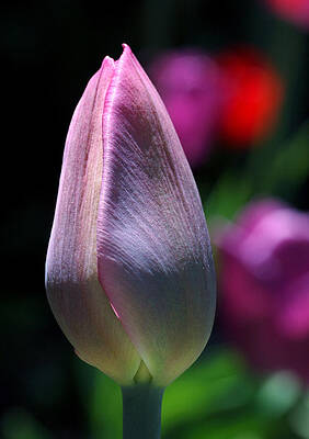 Wall Art featuring the photograph Youth And Beauty by Rona Black