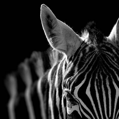 Striking Zebra Profile Wall Art