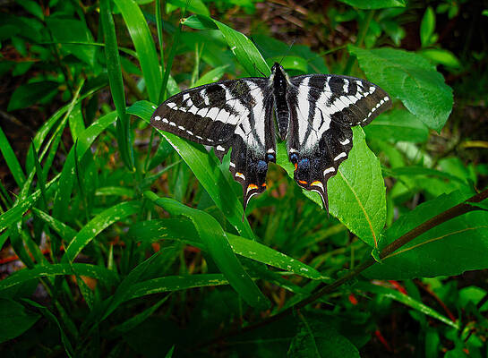 Delicate Photograph - Zebra Swallowtail by Mary Jo Allen