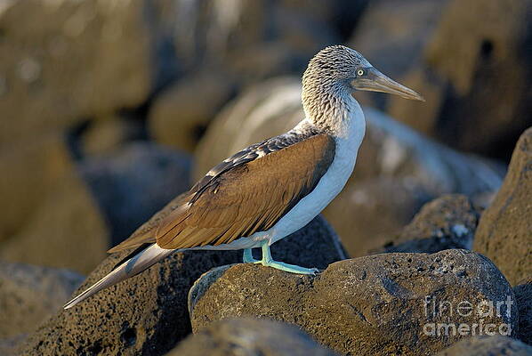 Outdoors Wall Art featuring the photograph Blue-footed Booby  #1 by Sami Sarkis Photography