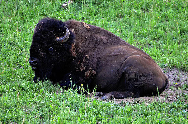 Nature Wall Art featuring the photograph Buffalo Chill #1 by La Dolce Vita