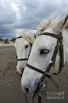 Beach Wall Art featuring the photograph Camargue Horses On Beach #1 by Sami Sarkis Photography