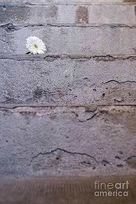 Close Up Photograph - Daisy Flower On Concrete Steps #1 by Sami Sarkis Photography