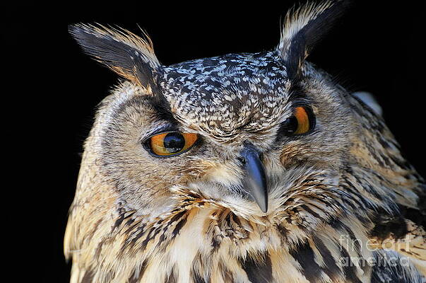 Striking Gaze of a Great Horned Owl Wall Art
