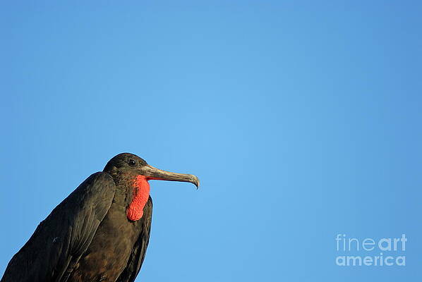 Outdoors Wall Art featuring the photograph Flying Great Frigate #1 by Sami Sarkis Photography