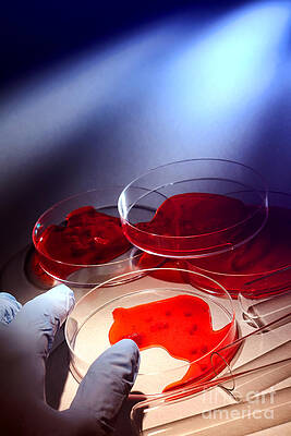 Wall Art featuring the photograph Forensic Examination Investigation In Crime Lab #1 by Science Research Lab