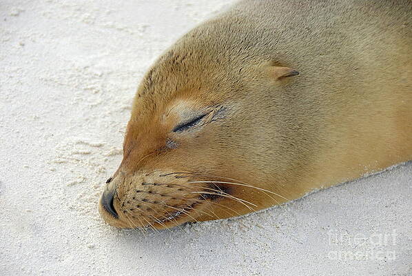 Outdoors Wall Art featuring the photograph Galapagos Sea Lion Sleeping On Beach #1 by Sami Sarkis Photography