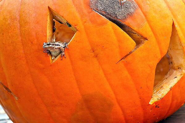 Nature Photograph - Halloween Surprise #2 by Jean Noren