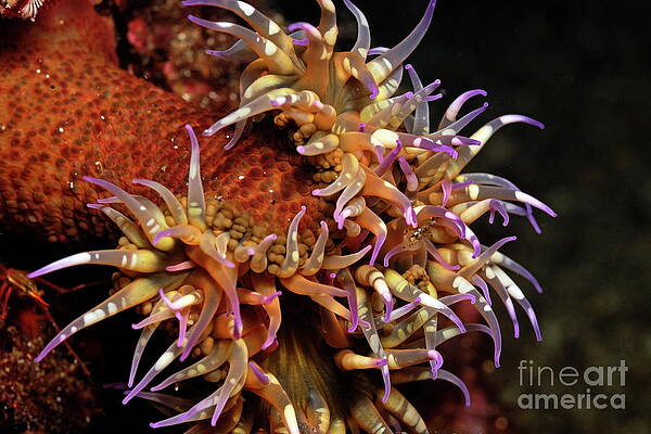 Close Up Photograph - Mexican Anemone #1 by Sami Sarkis Photography