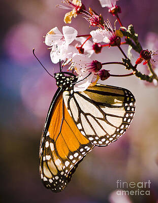 Spring Photograph - Monarch On A Flower #1 by Darcy Michaelchuk