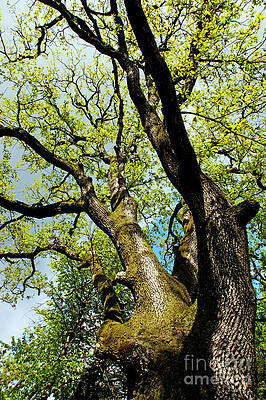 Europe Photograph - Mossy Trees #1 by Sami Sarkis Photography
